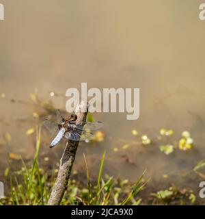 Un maschio chaser a corpo largo, noto anche come Libellula depressia, che si affaccia su una piscina d'acqua. Foto Stock