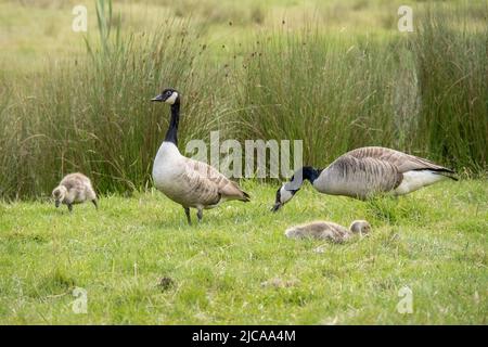 Oche del Canada con gangings, famiglia, Branta canadensis. Foto Stock