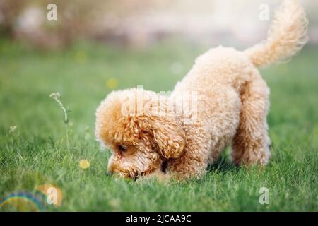 Un carino scarabocchio stava giocando sul prato in una giornata di sole, il cane ha trovato qualcosa nell'erba, lo annietta curiosamente. Foto Stock