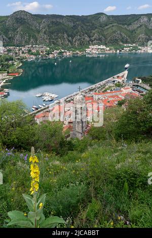 Vista sulla città vecchia di Cattaro e sulla baia di Cattaro sul Mare Adriatico in Montenegro Foto Stock