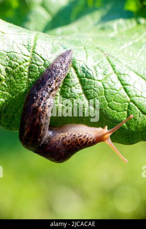 Lumaca senza guscio. Leopardo Slug Limax maximus, famiglia Limacidae, striscie su foglie verdi. Primavera, Ucraina, maggio. Foto di alta qualità Foto Stock