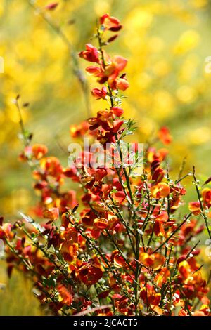 Cytisus scoparius fioritura primaverile bush con red/ fiore giallo Foto Stock