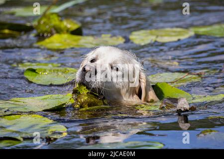 Labrador Retriever nuoto nel fiume Foto Stock