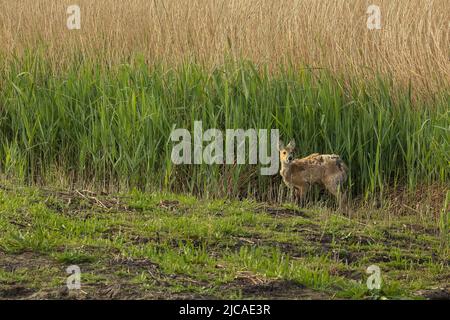 Il cervo d'acqua cinese introdotto sta diventando un animale distintivo delle zone umide nel sud della Gran Bretagna. Foto Stock