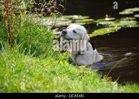 Golden Retriever con palla da tennis in bocca che esce dall'acqua sull'erba Foto Stock