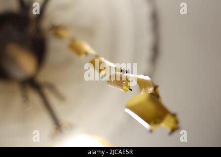 La sfocatura vola su carta flypaper gialla. Morti vola su nastro adesivo, trappola per mosche con colla, flytrap adesivo, trappola per insetti. Nastro di insetto. Nastro adesivo Foto Stock