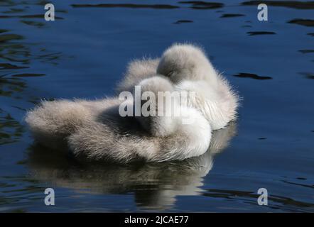 Due cigneti di cigno dormono mentre galleggiano sull'acqua. Pulcini carini con soffici piume di piuma. Grand Canal, Dublino, Irlanda Foto Stock