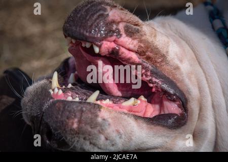 Closeup inglese di boccale, denti e gengive Foto Stock