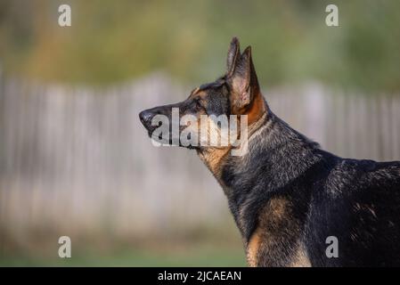 Lato della testa del pastore tedesco guardando via su sfondo sfocato al parco dei cani Foto Stock