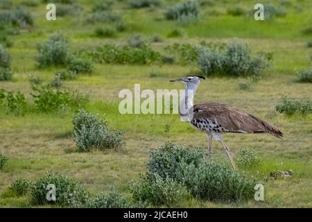 Kori Bustard, Ardeotis kori, grosso uccello nella macchia della Namibia nella stagione delle piogge Foto Stock