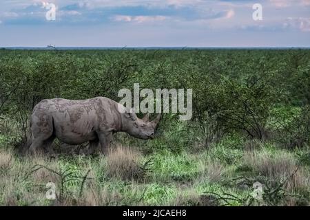 Un rinoceronte nero, diceros bicornis, mangiare nel cespuglio in Namibia, animali selvatici Foto Stock