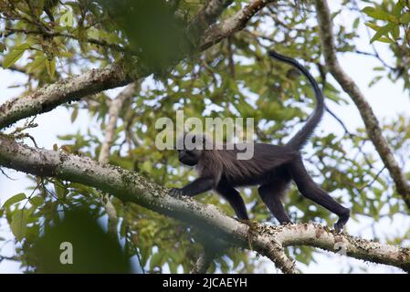 Scimmia mangabey grigio-cheeked che cammina attraverso la foresta baldacchino, Uganda. Foto Stock