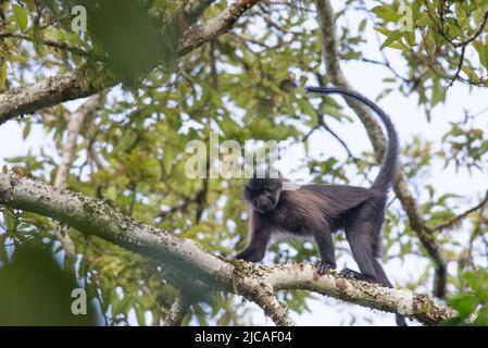 Scimmia mangabey grigio-cheeked che cammina attraverso la foresta baldacchino, Uganda. Foto Stock
