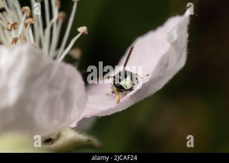 Piccola ape pelosa di colore giallo seduta su un petalo di rosa selvatico, Kent, Regno Unito. Foto Stock