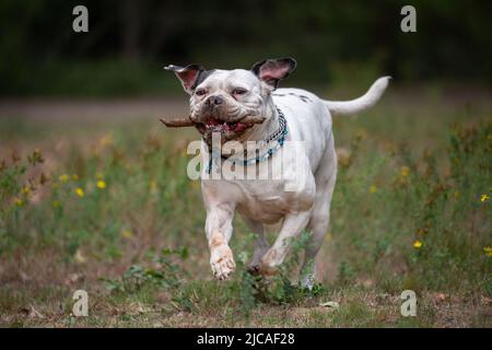 Bulldog bianco che corre con bastone in bocca in erba verde Foto Stock