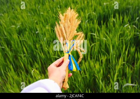 Bouquet defocus di spikelets dorati maturi di grano legato con un nastro giallo e blu sul verde sfondo della natura. Economia. Giorno di indipendenza di Ukra Foto Stock