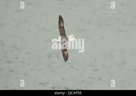 Fulmar in volo sul mare, Devon, Inghilterra, Regno Unito Foto Stock