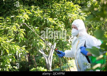 Il processo di trattamento di piante con pesticidi. Agricoltore in tuta protettiva e maschera passeggiando attraverso frutteto con pollinatore macchina sulle sue spalle e spr Foto Stock