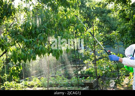 Il processo di trattamento di piante con pesticidi. Le mani di un agricoltore in un vestito protettivo e guanti con un impollinatore stanno spruzzando alberi con estic Foto Stock