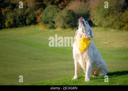 Golden Retriever guardando in su e indossare bandana giallo su campo verde di erba Foto Stock