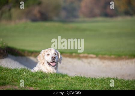 Happy Golden Retriever testa che si attacca dal bunker di sabbia al campo da golf Foto Stock