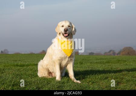 Felice Golden Retriever seduto in erba con bandana gialla e guardando in macchina fotografica Foto Stock