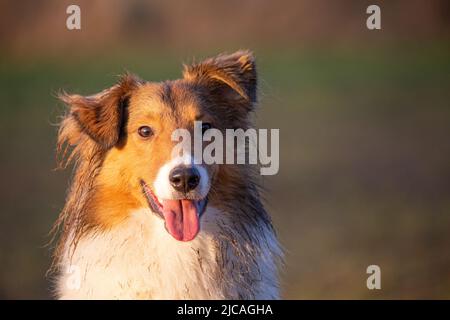 Bello sheltie cane guardando la macchina fotografica dopo aver giocato sotto la pioggia Foto Stock