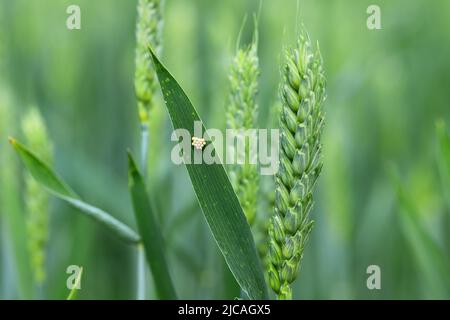 Uova di bug scudo nella famiglia Pentatomidae su una foglia di grano. Foto Stock