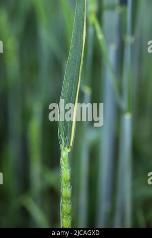 Foglie scolorite di grano primaverile causate da carenze nutrizionali o infezione da un patogeno del raccolto. Foto Stock