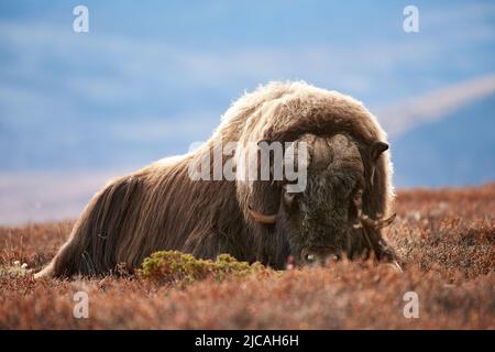 Un bue di muschio che si stese nell'erica Foto Stock