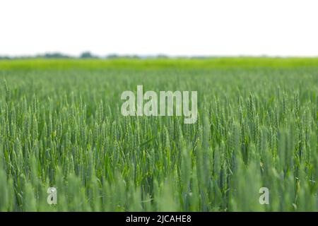 Raccolto di grano di primavera nel campo. Spighe verdi nel campo di raccolto di molla. Foto Stock