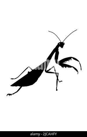 carino, mascotte cartoon, illustrazione mantis disegno, isolato. Foto Stock