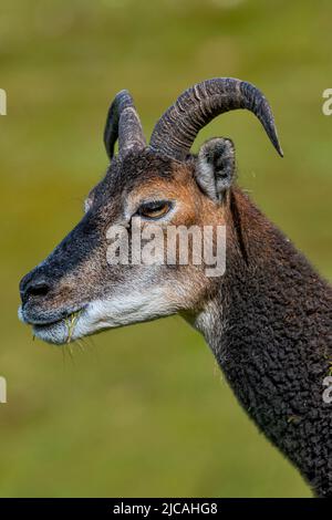 Un ritratto di razza rara di Soay Sheep girato su una farna nel Norfolk del Nord Regno Unito. Foto Stock