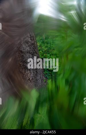 Immagine astratta di un albero di quercia avvelenato con cervi volanti Lucanus cerco sul suo tronco Foto Stock