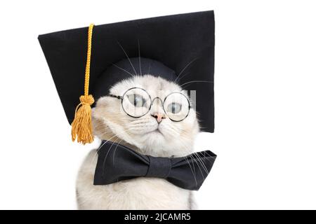 Primo piano di adorabile gatto bianco in un cappello nero laureato e bow tie e occhiali Foto Stock
