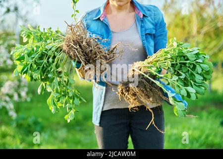 Donna in guanti da giardinaggio con pala che tiene sedum pianta con radici Foto Stock