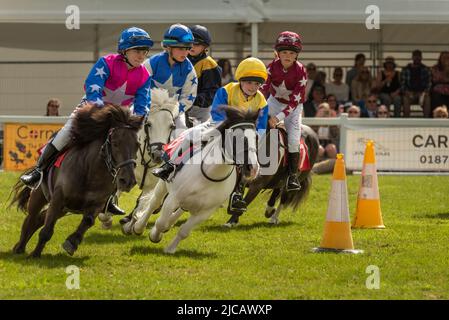 Wadebridge, Cornovaglia, Inghilterra. Sabato 11th Giugno 2022. Dopo un'assenza di due anni a causa di Covid, l'ultimo giorno del Royal Cornwall Show ha attirato grandi folle e ha visto il popolare evento inondato di caldo sole. Uno dei momenti salienti è stato lo Shetland Pony Grand National che ha fatto il suo debutto allo show. I jockeys che partecipano, tra i 8 e i 14 anni, si stanno sfidando per partecipare a uno dei 11 posti di qualificazione per il London International Horse Show all'Olympia di dicembre. La concorrenza aumenta i soldi per il Bob Champion Cancer Trust. Credit: Terry Mathews/Alamy Live News Foto Stock