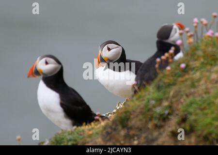 BRIDLINGTON, REGNO UNITO. GIU 4th Puffins ritratto a RSPB Bempton Cliffs Nature Reserve, Bridlington, East Yorkshire Sabato 4th Giugno 2022. (Credit: Jon Hobley | MI News) Foto Stock