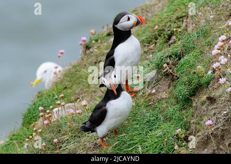 BRIDLINGTON, REGNO UNITO. GIU 4th Puffins ritratto a RSPB Bempton Cliffs Nature Reserve, Bridlington, East Yorkshire Sabato 4th Giugno 2022. (Credit: Jon Hobley | MI News) Foto Stock