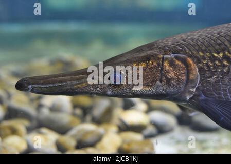 Alligatore Gar pesce nuoto in un acquario da vicino Foto Stock