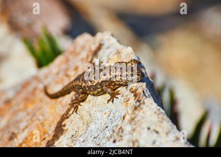 Grande roccia con piccola lucertola che poggia sulla cima della sua vetta Foto Stock