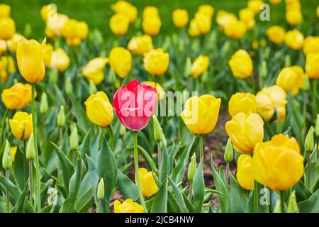 Tulipano rosso in campo di tulipani gialli primaverili Foto Stock