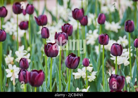 Giardino primaverile di tulipani viola e bianchi Foto Stock