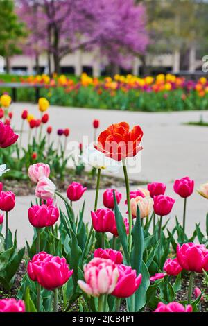 Spring tulip garden in city park with focus on tall red tulip Foto Stock
