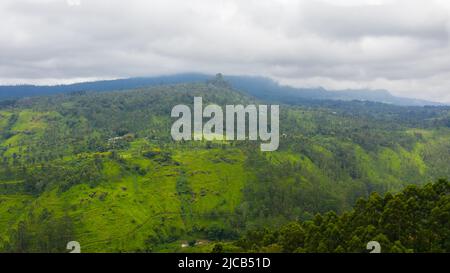 Piantagioni di tè sulle colline nelle montagne dello Sri Lanka. Paesaggio della tenuta del tè. Foto Stock