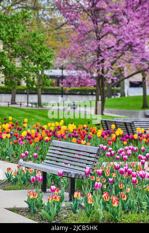 Parco panca circondato da uno splendido giardino di tulipani con ciliegi nella primavera di picco di Fort Wayne, Indiana Foto Stock
