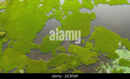 Palude nel mezzo della foresta pluviale, stagnazione dell'acqua perché fuori del periodo monsonica. Sri Lanka siti di zone umide Foto Stock