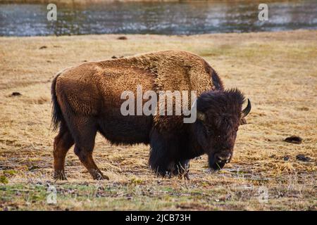 Lone bisonte pascolo in campo erboso Foto Stock