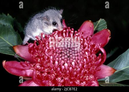 Australian Eastern Pygmy Possum on Waratah Flower Foto Stock