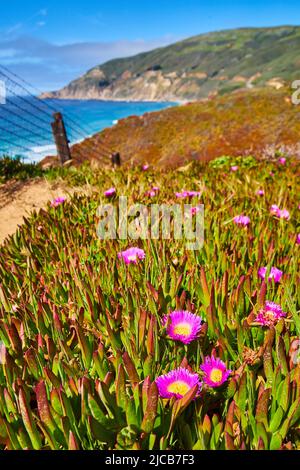 Primavera campo di fiori rosa con oceano in lontananza Foto Stock
